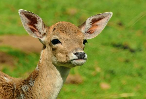 Wild Deer