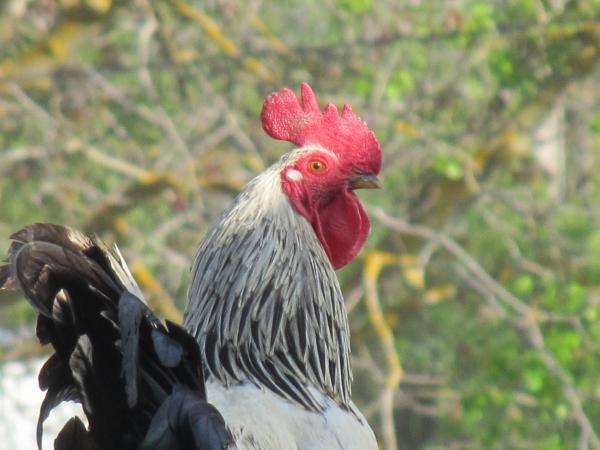 Rooster