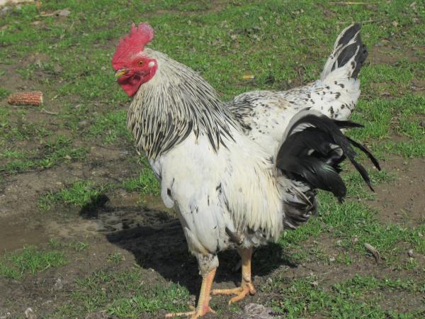 Rooster in the garden