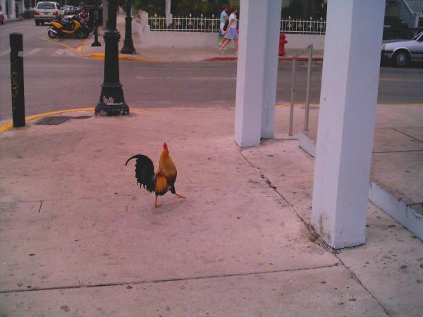 Rooster