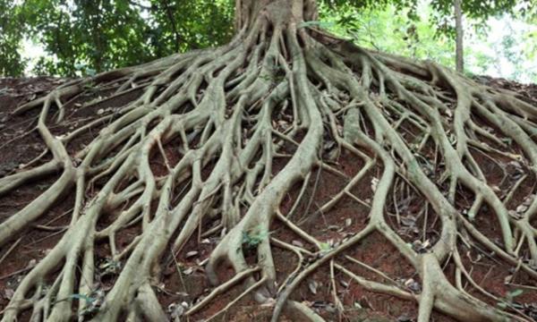 Roots