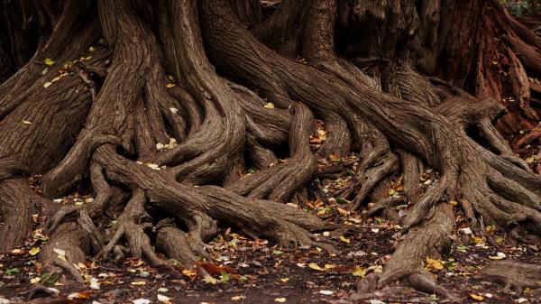 Roots