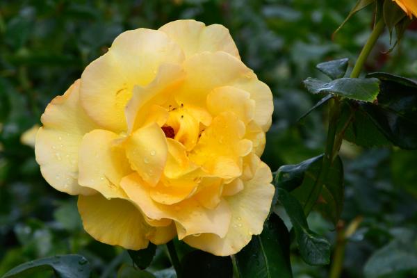 Rose 'Keep Smiling'