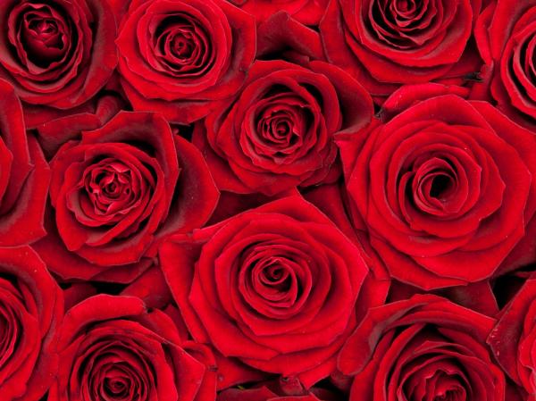 Roses
