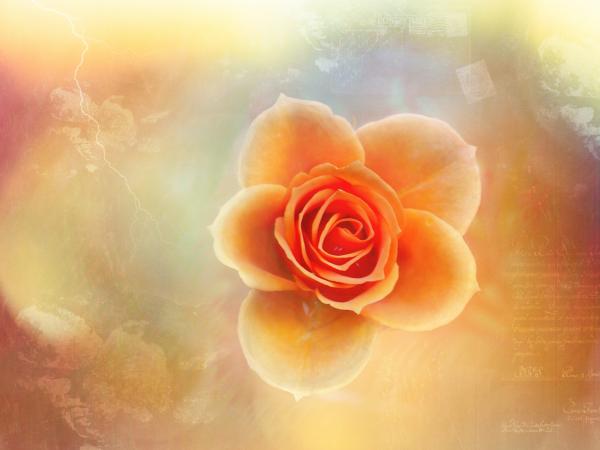 Rose