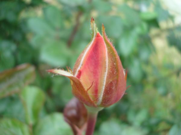 Rose bud