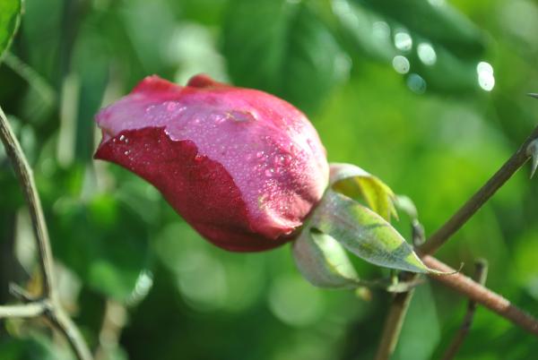 Rose bud
