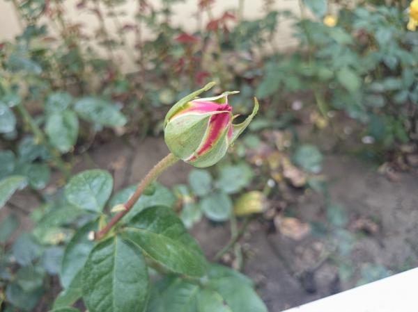 Rose bud