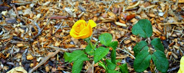 Rose Closeup