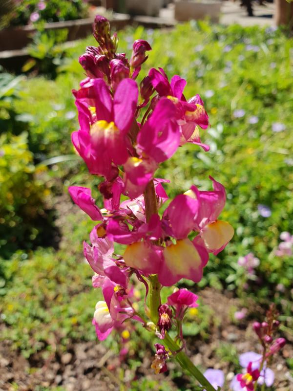 Rose flower in the garden