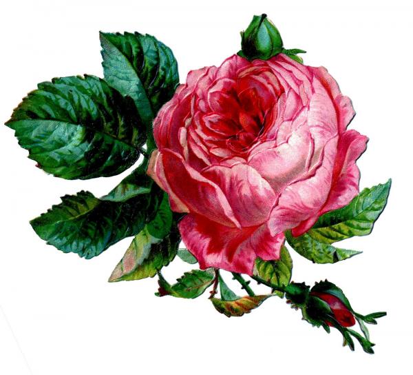 Rose graphic
