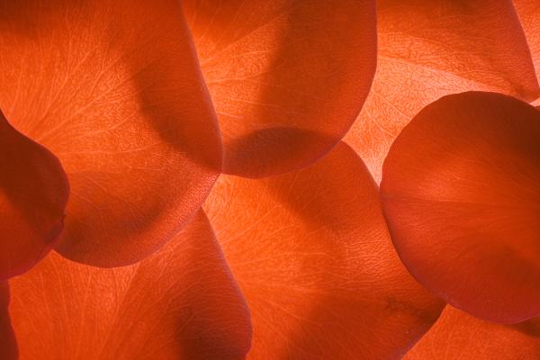 rose petals