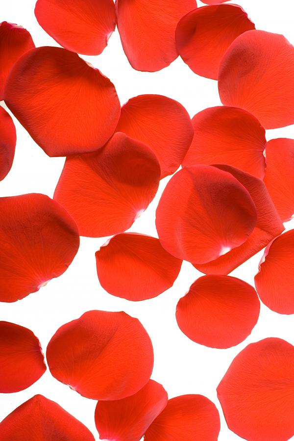 rose petals