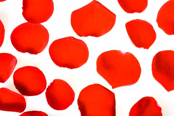 rose petals
