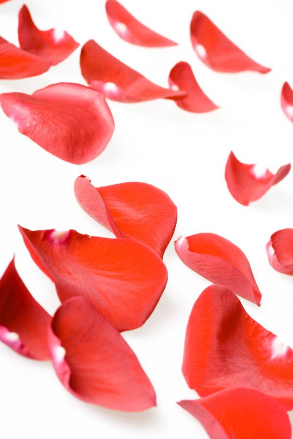 rose petals