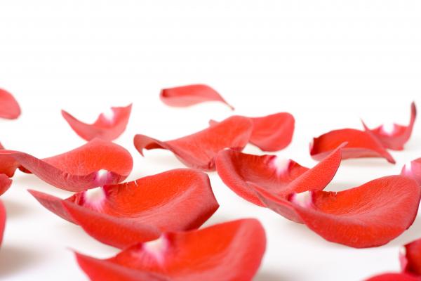rose petals