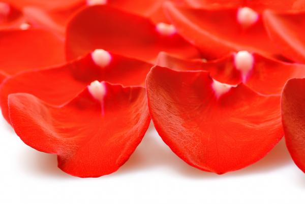 rose petals