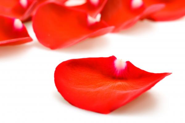 rose petals