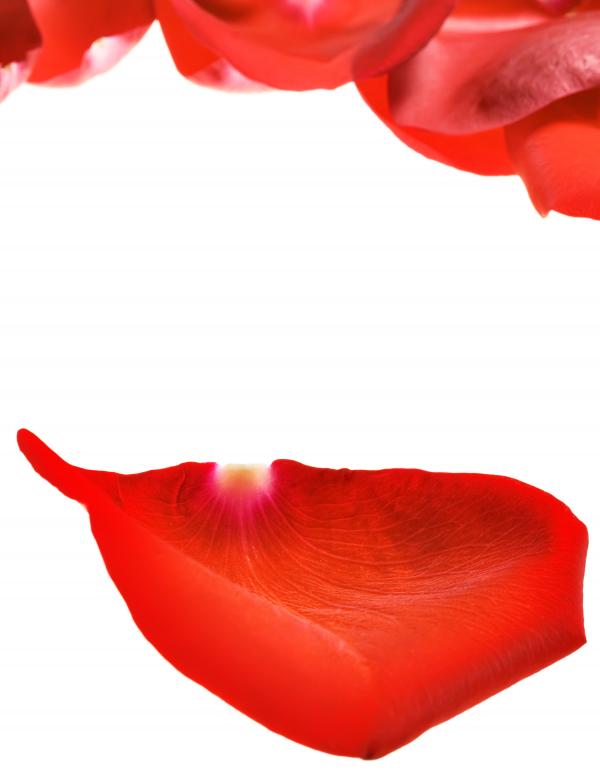 rose petals