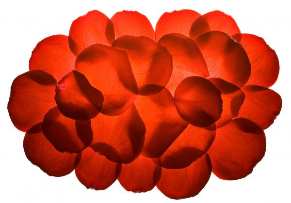 rose petals