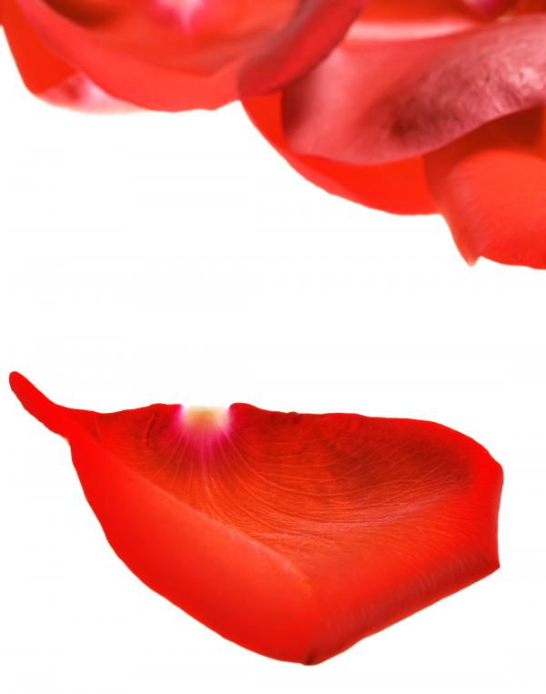 rose petals