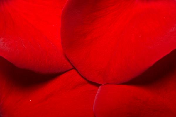 rose petals