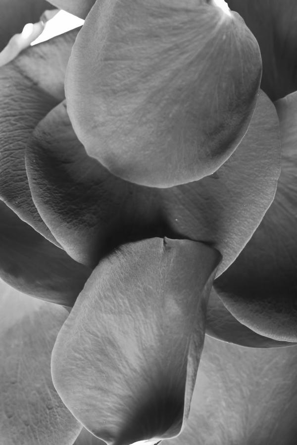 rose petals