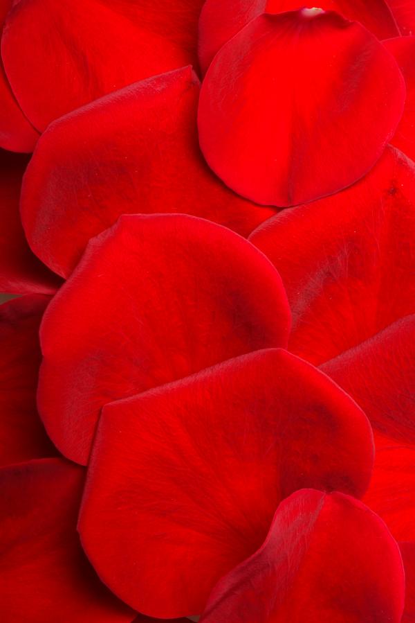 rose petals