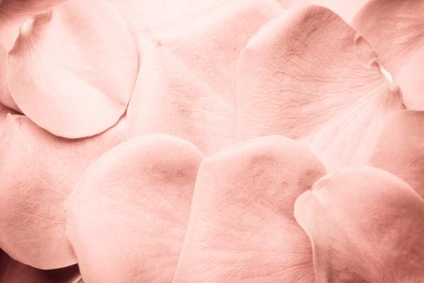 rose petals