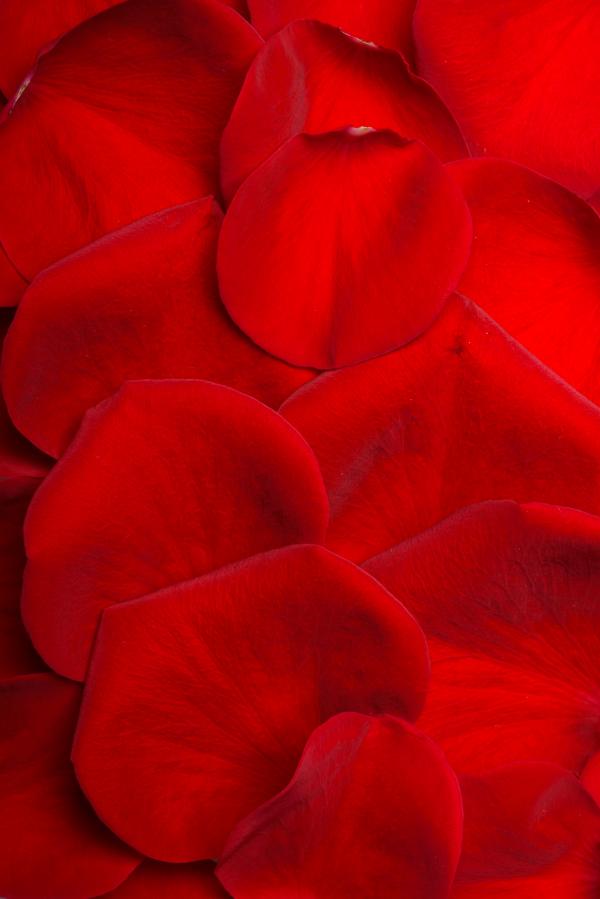 rose petals