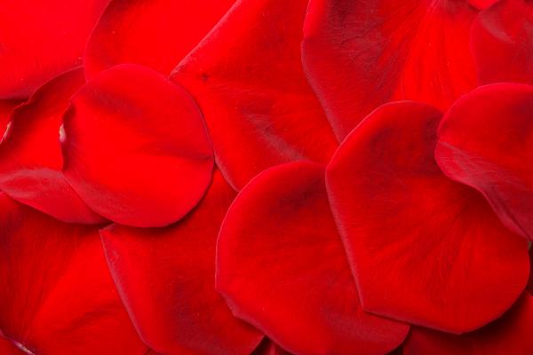 rose petals