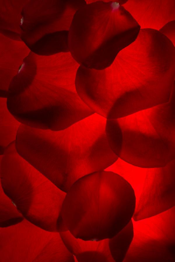 rose petals
