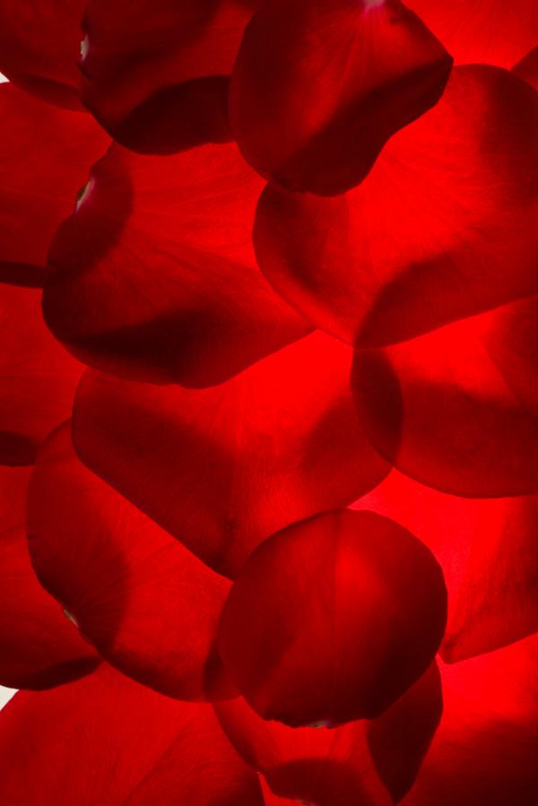rose petals