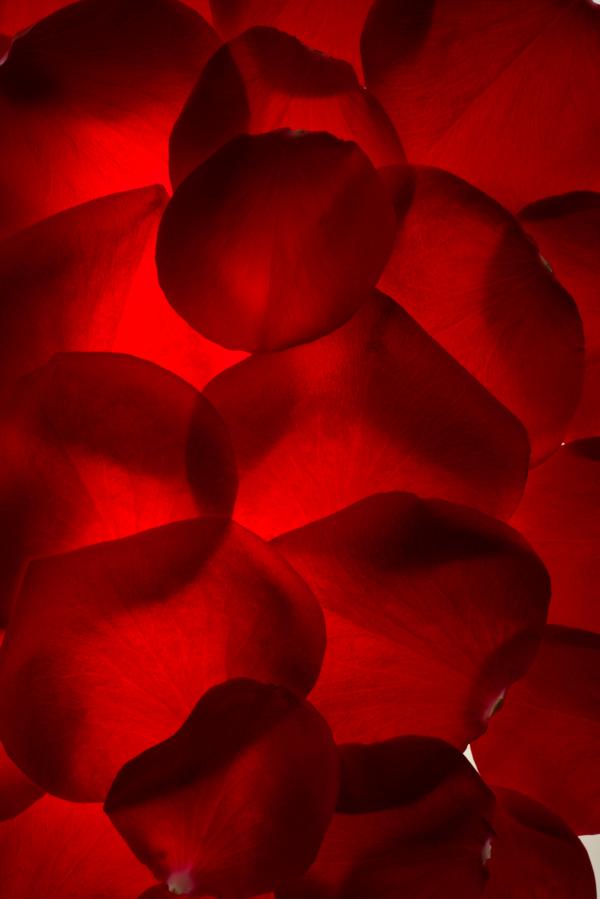 rose petals