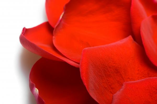 rose petals