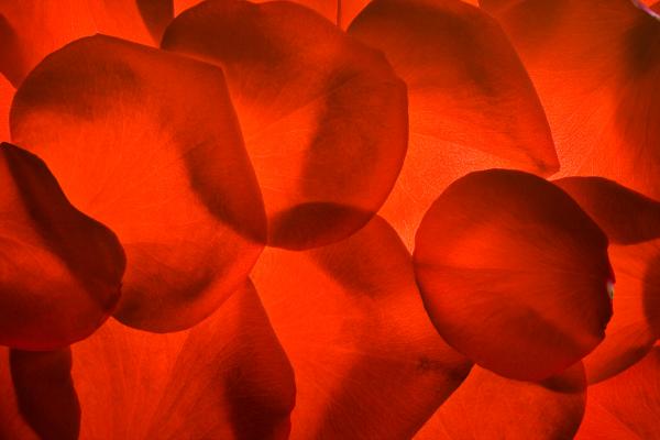 rose petals