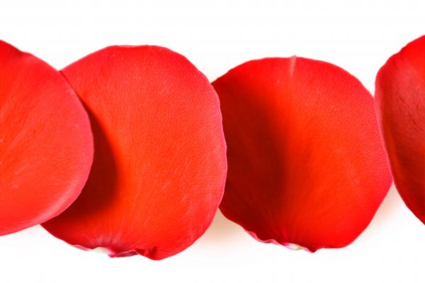 rose petals
