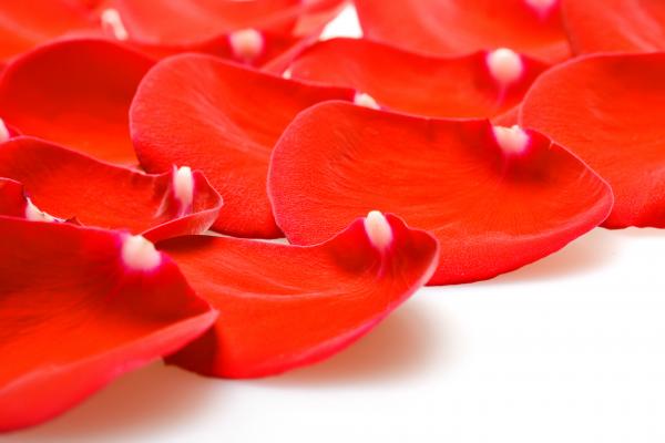 rose petals