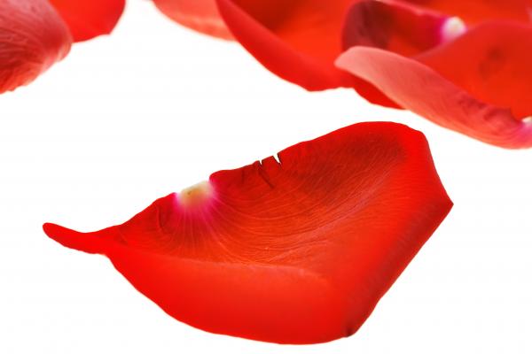 rose petals