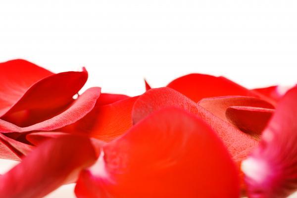 rose petals