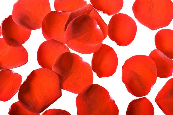 rose petals