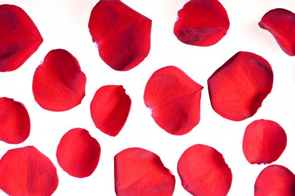 rose petals