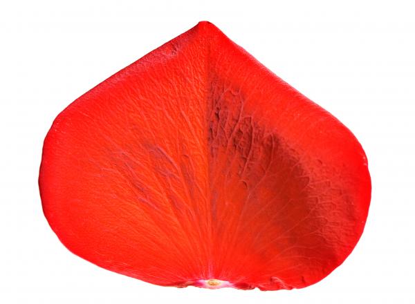 rose petals
