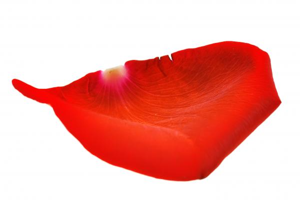 rose petals