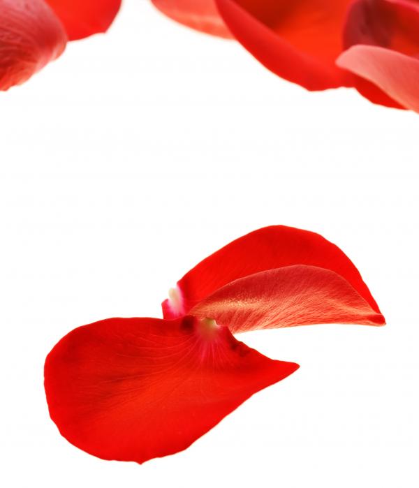 rose petals
