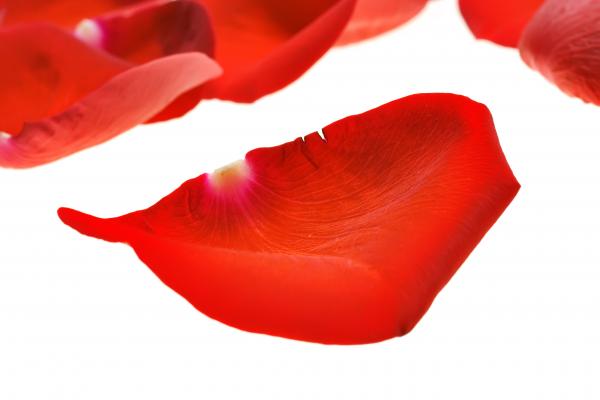 rose petals