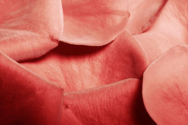 rose petals