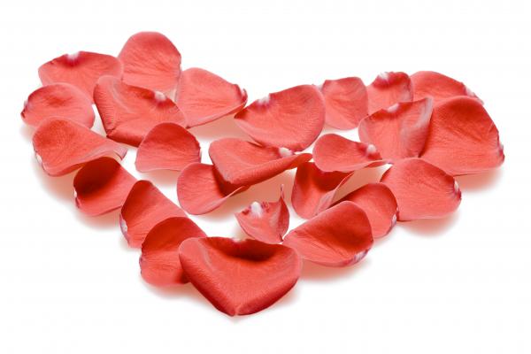 rose petals