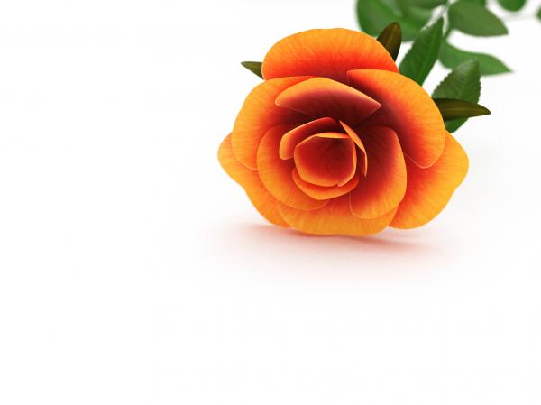 Rose Represents Petal And Valentines