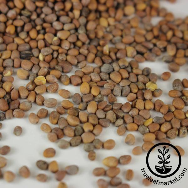 Rose Seed
